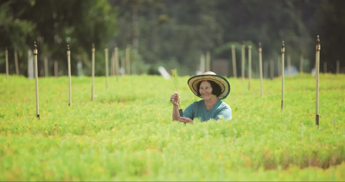 Celulose Irani: Pioneirismo em Sustentabilidade Transforma Blumenau e o Vale do Itajaí