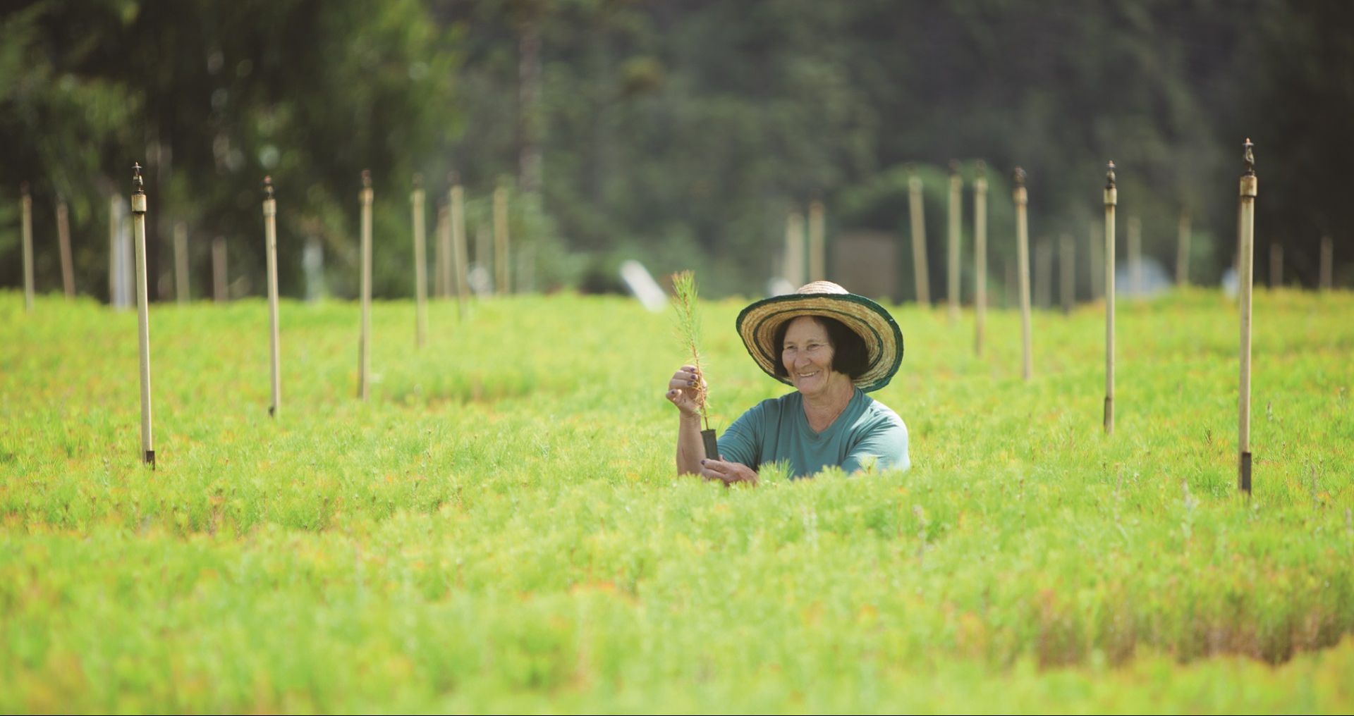 Celulose Irani: Pioneirismo em Sustentabilidade Transforma Blumenau e o Vale do Itajaí